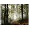Designart - Light in Dense Fall Forest with Fog - Landscape Art Print Canvas
